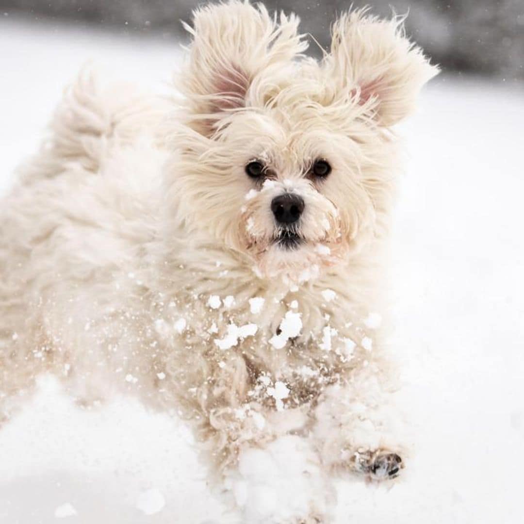 Pet of the week: Dogs with Latino heritage to celebrate Hispanic Heritage Month