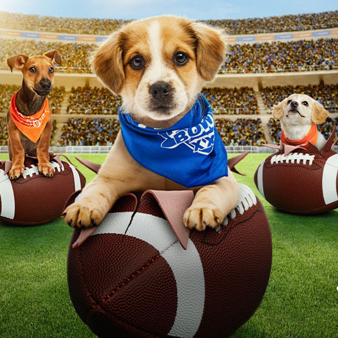 2025 Puppy Bowl to have more puppies than ever before, including one from Nicaragua