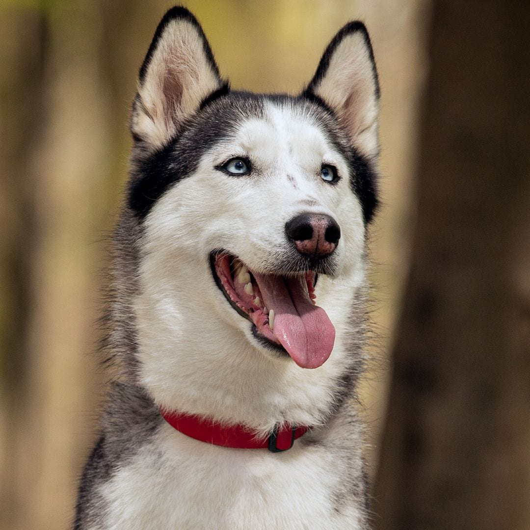 Pet of the week: Meet Aaron, the adorable dog with an Italian accent