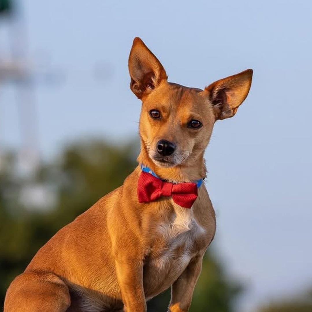 Pet of the week: Benny Burrito, a chihuahua with 10 different dog breeds in his family tree.