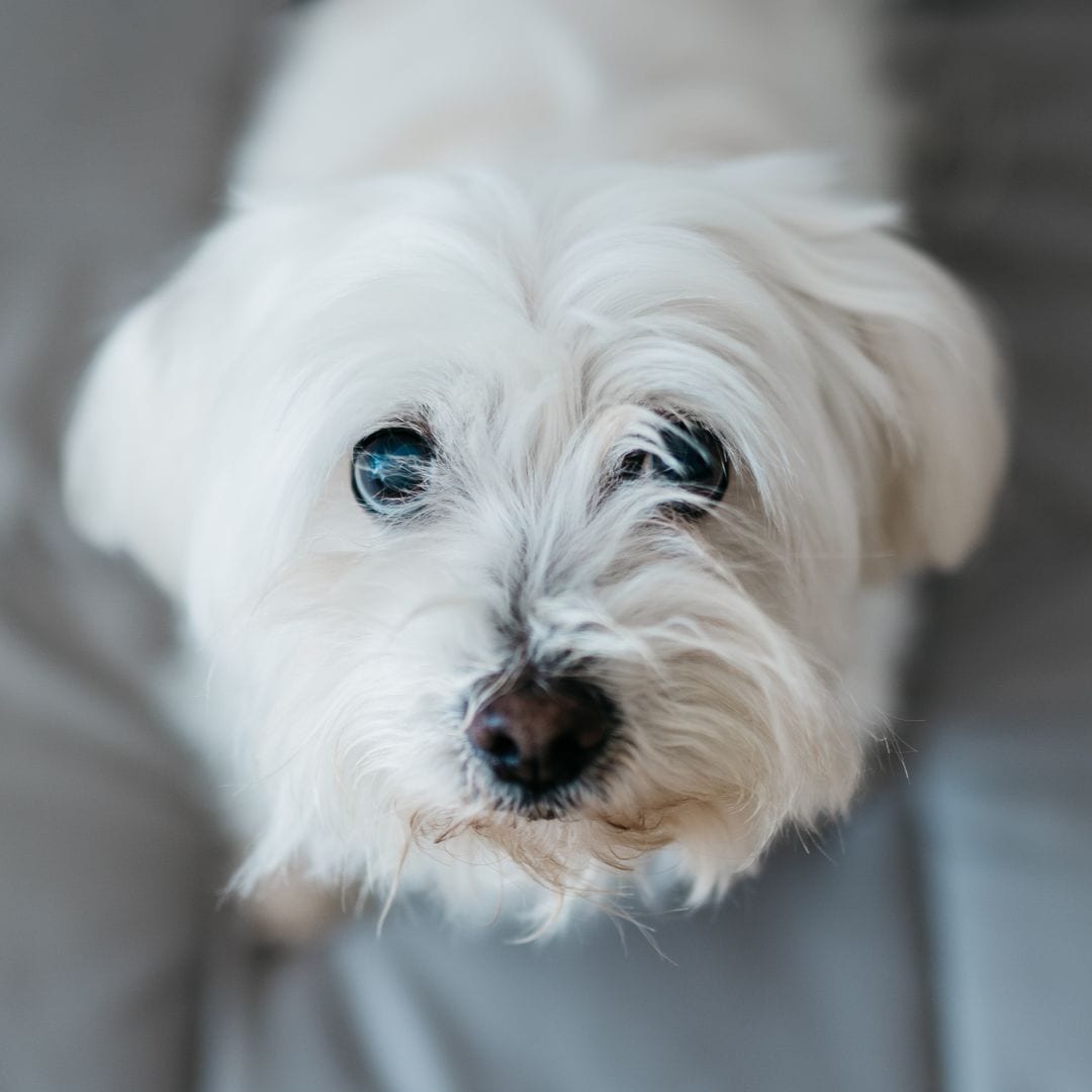 Pet of the week: Blind dog has the most wholesome reaction after getting his sight back