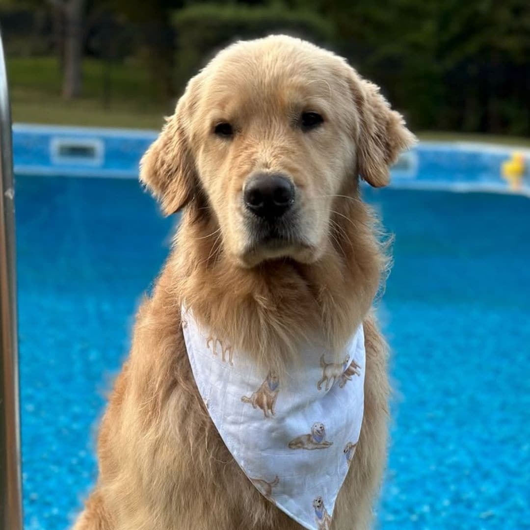 Pet of the week: Henry, the golden retriever who brings an emotional support duck to his hydrotherapy sessions