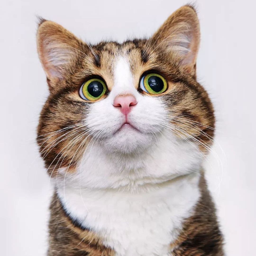 Pet of the week: Meet Rexie, the most expressive cat in the world AKA "living emoji cat"