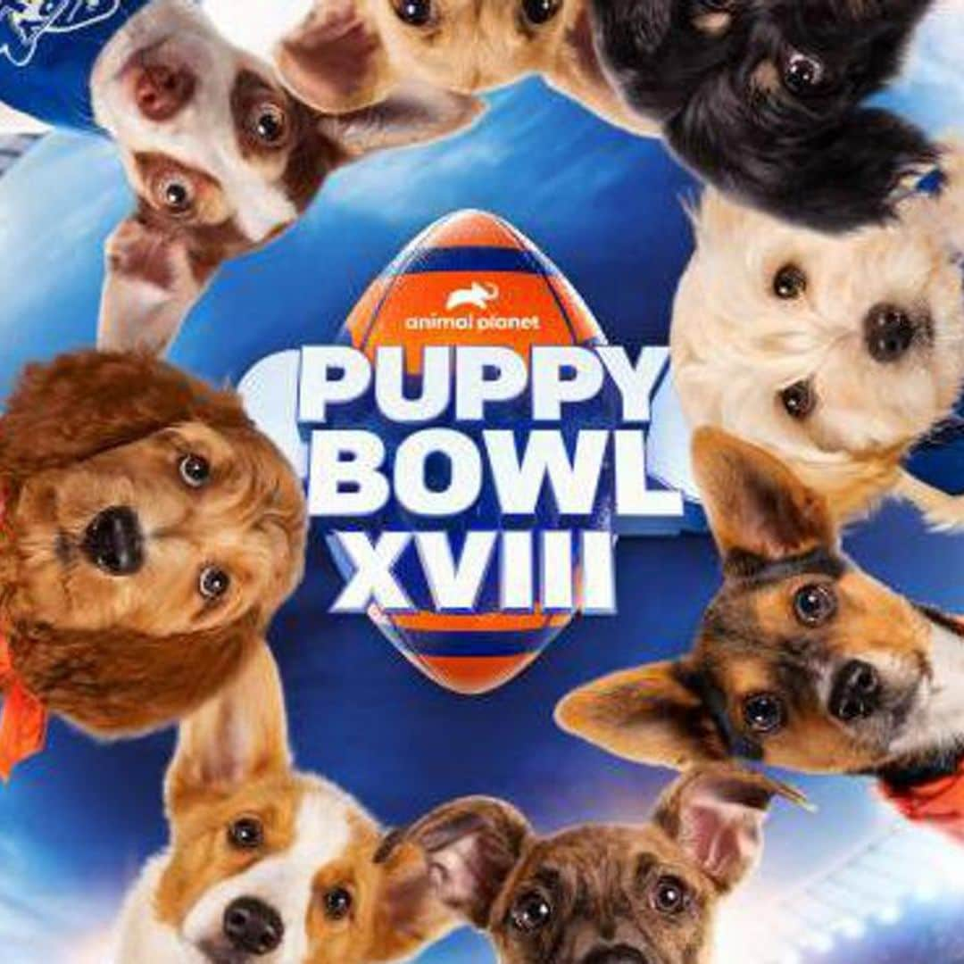 When, where to watch the 2022 Puppy Bowl