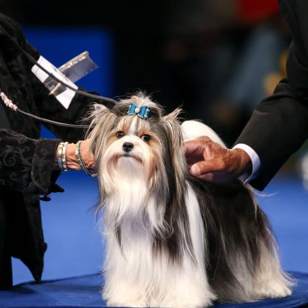 National Dog Show 2021: Best in Show winner and all the adorable breeds competing [PHOTOS]