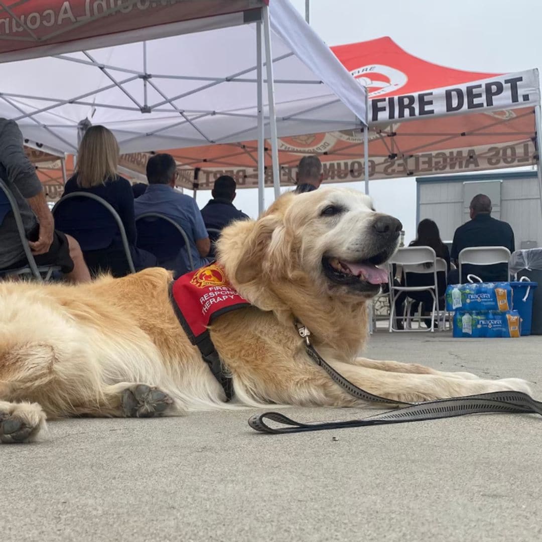 Pet of the week: Jack, the Golden Retriever helping Los Angeles fire evacuees amid devastating wildfires