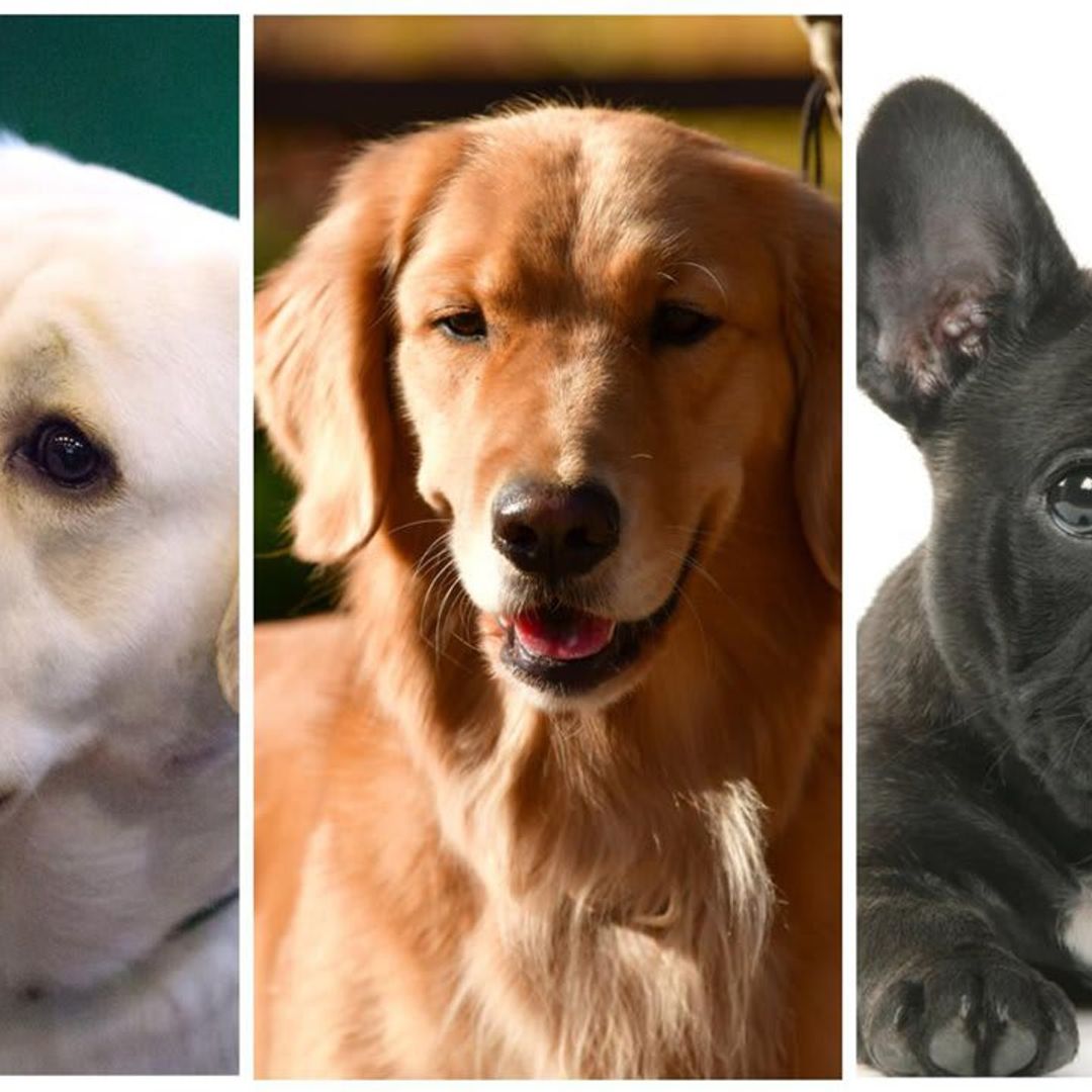 The 10 most popular dog breeds of 2020