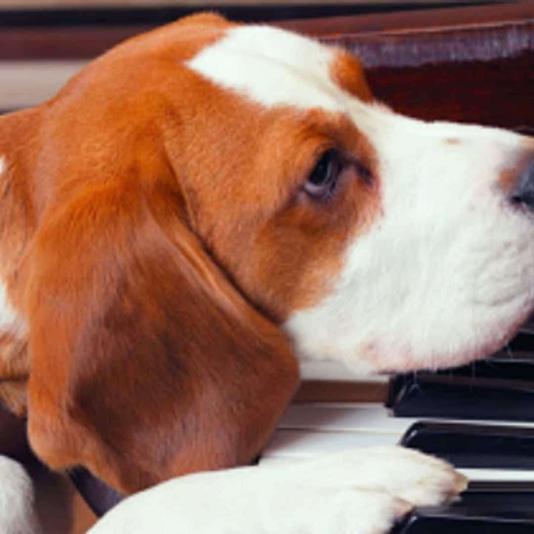 Pet of the week: Meet Goose, the talented dog that sings along to the piano