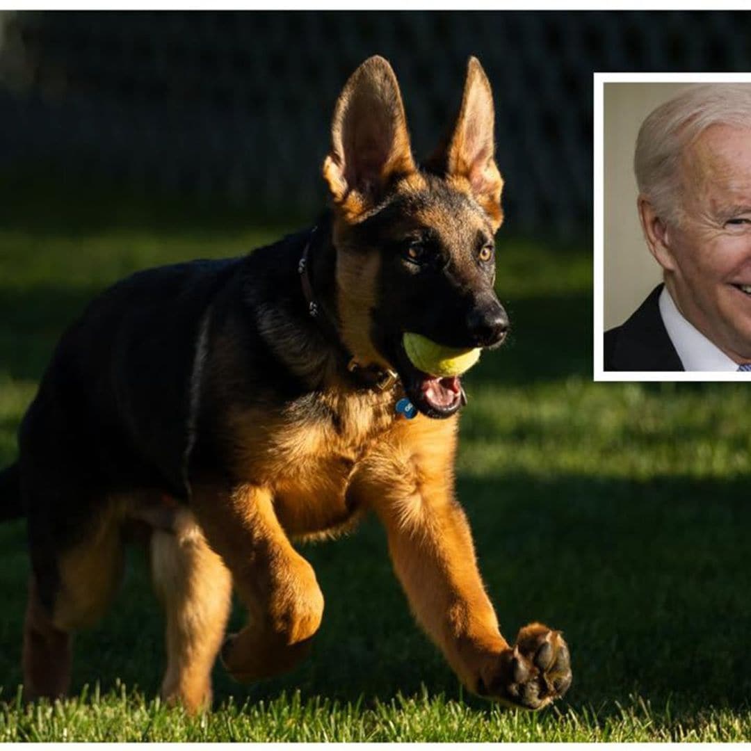 Joe Biden welcomes Commander the German Shepherd puppy to the White House