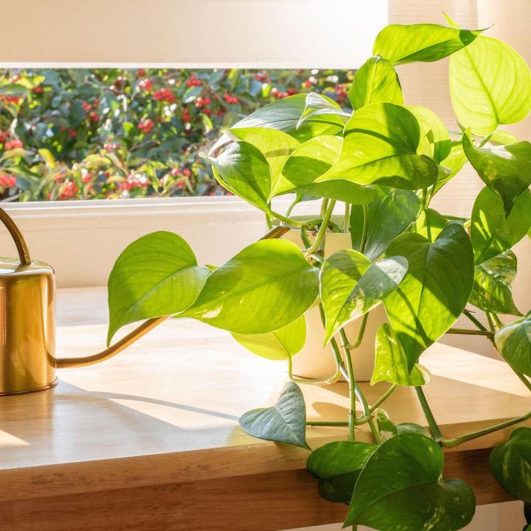 National Houseplant Appreciation Day: 6 low-maintenance options and care guide