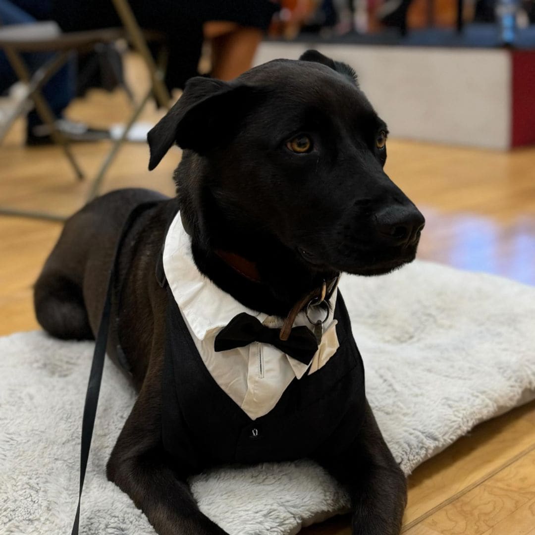 Pet of the week: This dog was invited to an orchestra performance after proving to be a music lover