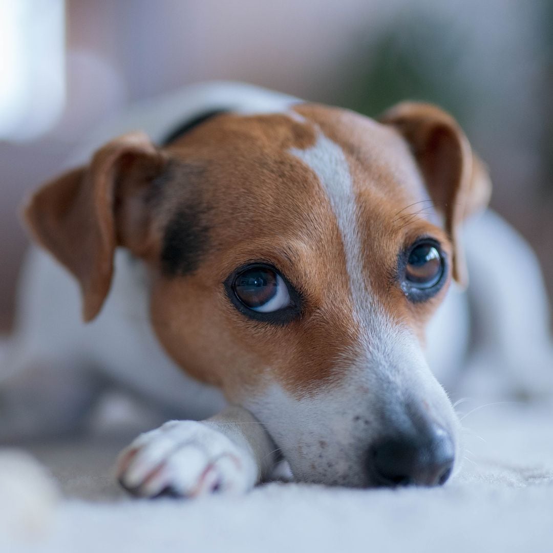 The Danish-Swedish Farmdog: Meet the new breed in the American Kennel Club’s lineup of recognized breeds