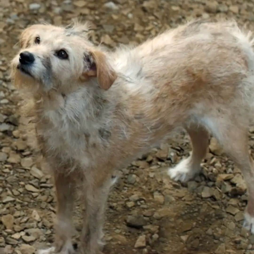 Pet of the week: Meet Bobby, the stray dog who became the star of HBO's 'House of the Dragon'