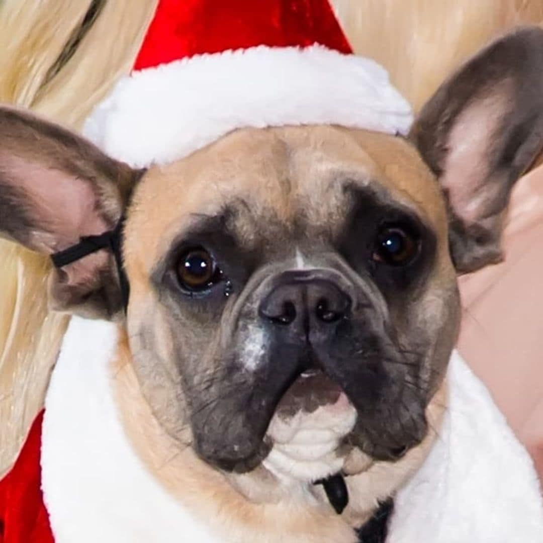 Follo-woof: Three celebrity dogs you must follow on Instagram