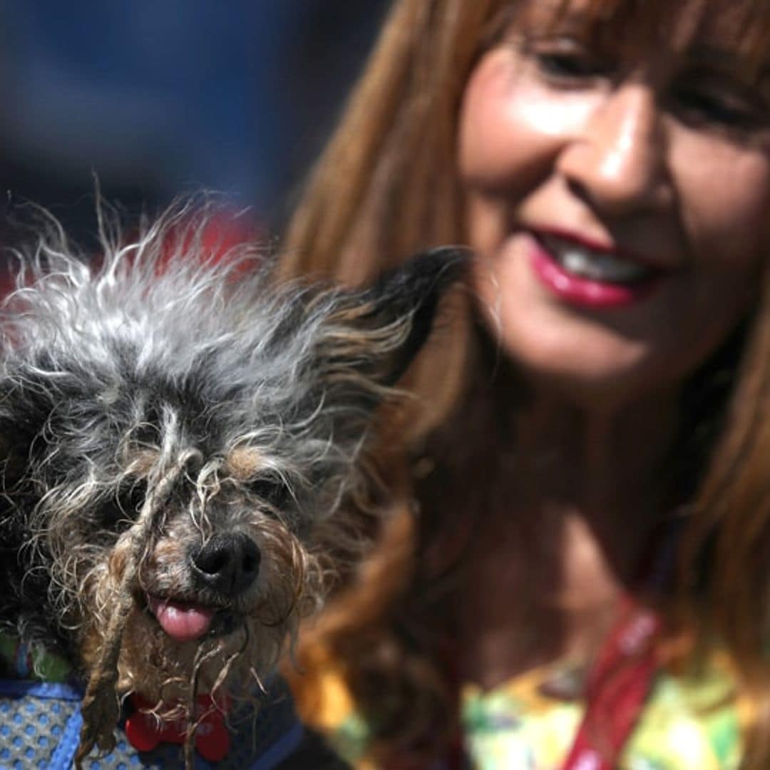 Meet Scamp the Tramp, this year's World's Ugliest Dog