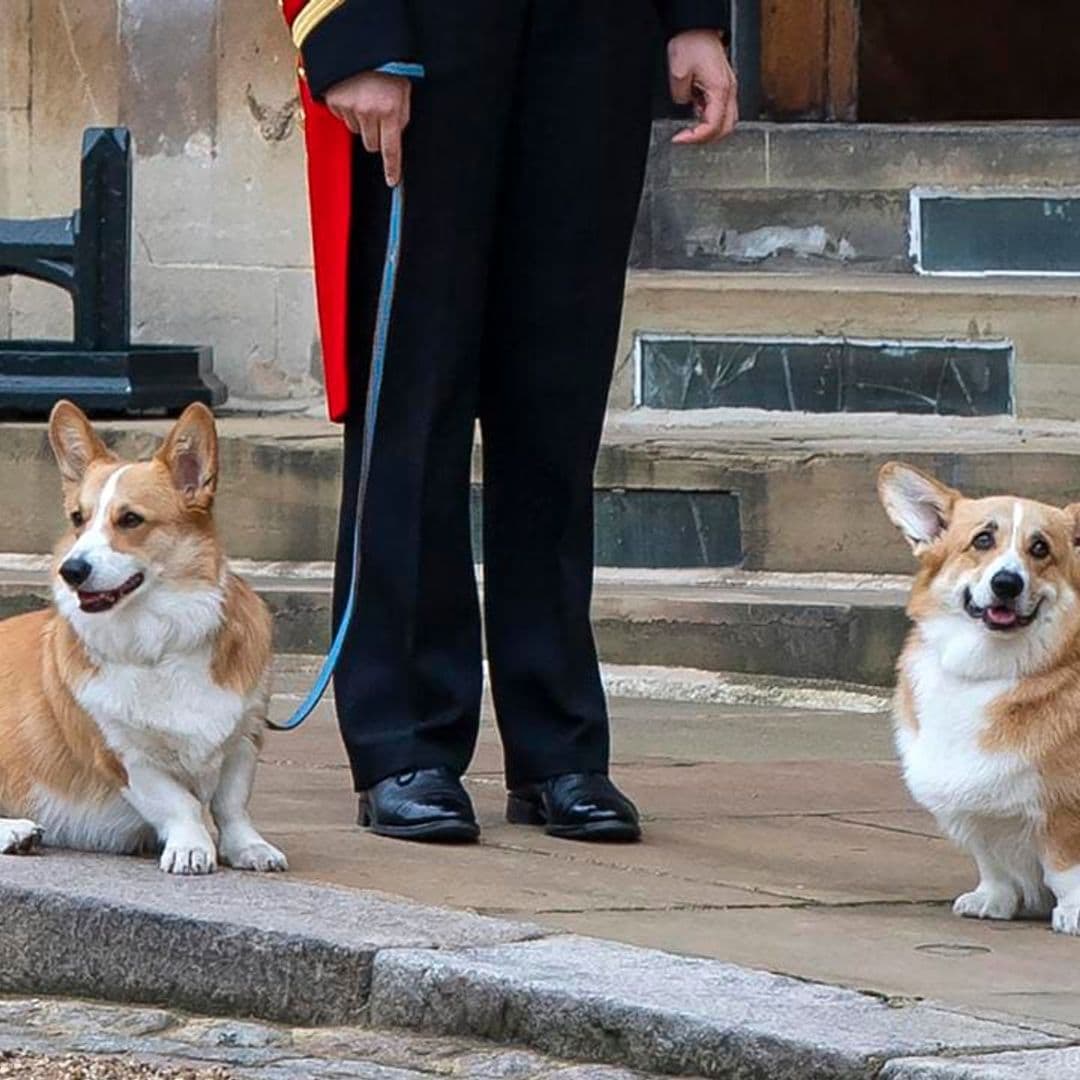 Photo of Queen Elizabeth’s corgis shared on anniversary of her death