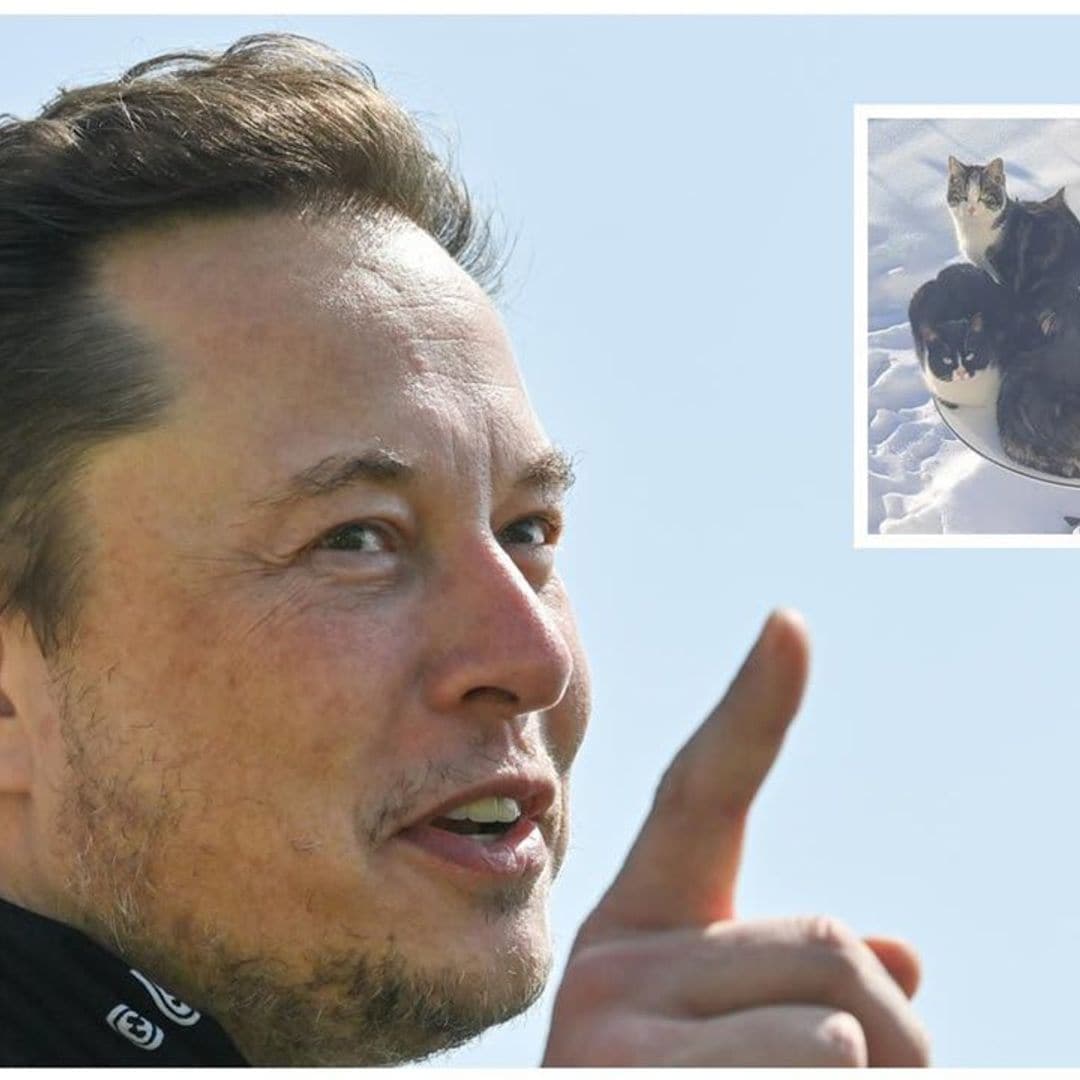 Elon Musk’s biggest supporters of his Starlink satellites might be cold cats