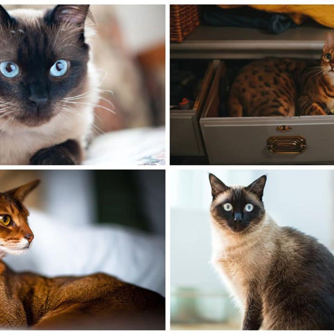 These are the smartest cat breeds