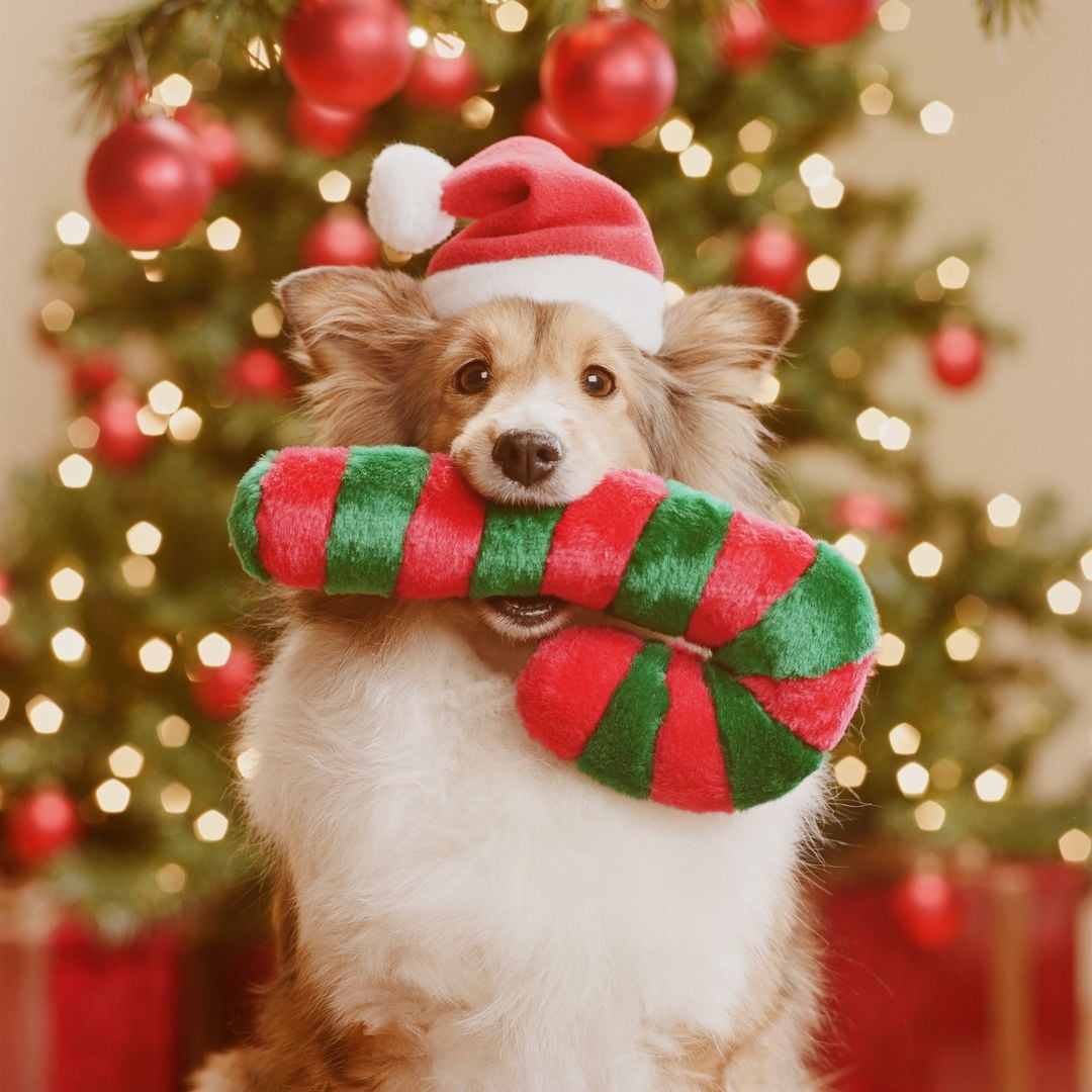 Gifts for pets: 10 best holiday gift ideas to celebrate with your furry friend