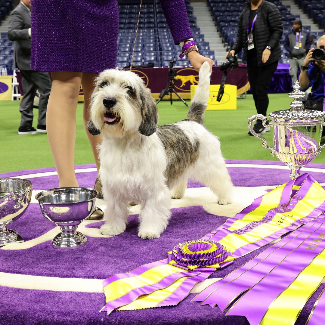 Westminster dog show 2025: Where to watch, free streaming schedule, best in show