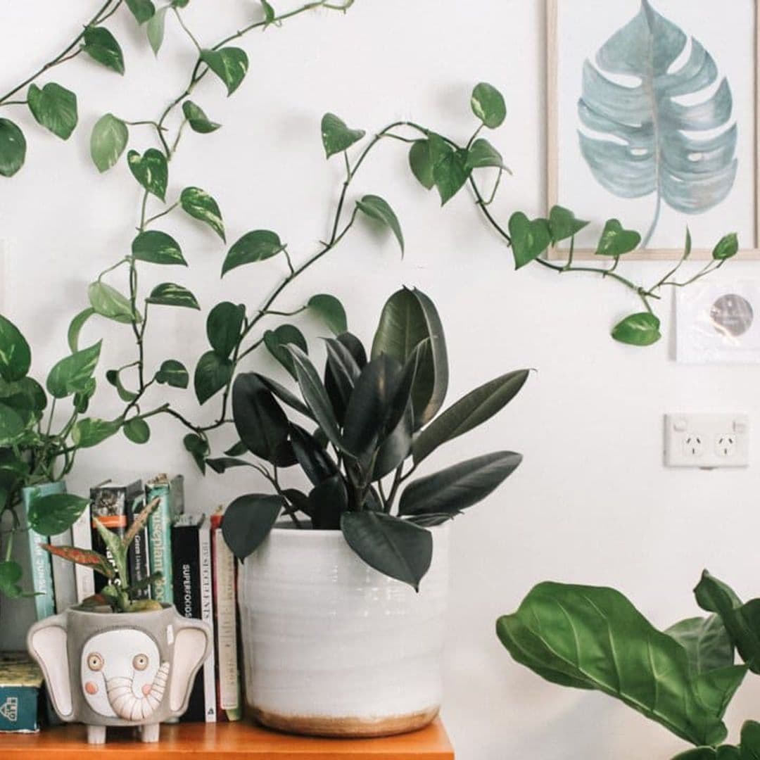 Five plants to bring luck to your space