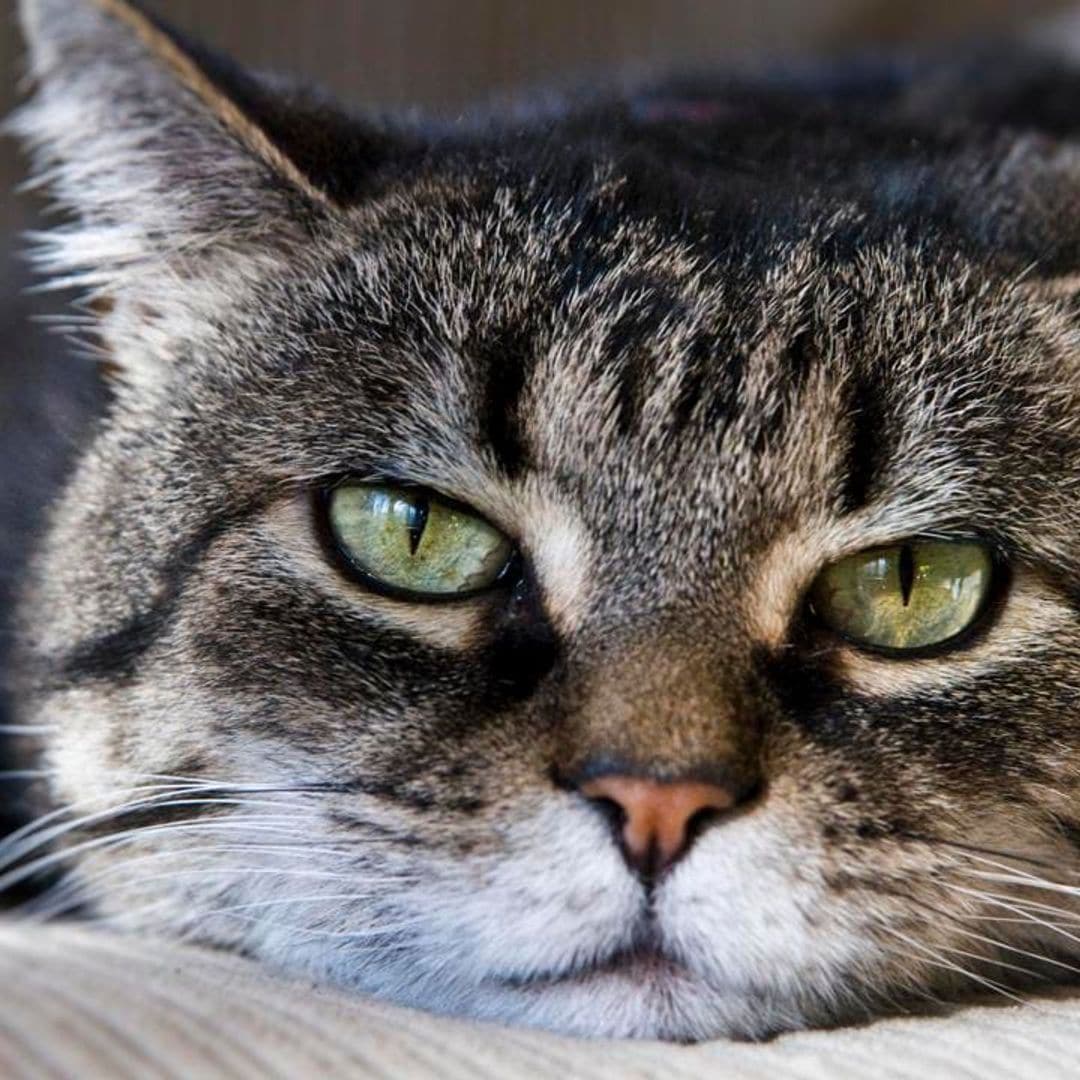 Cat behavior: Why cats knock things over and how to help them stop