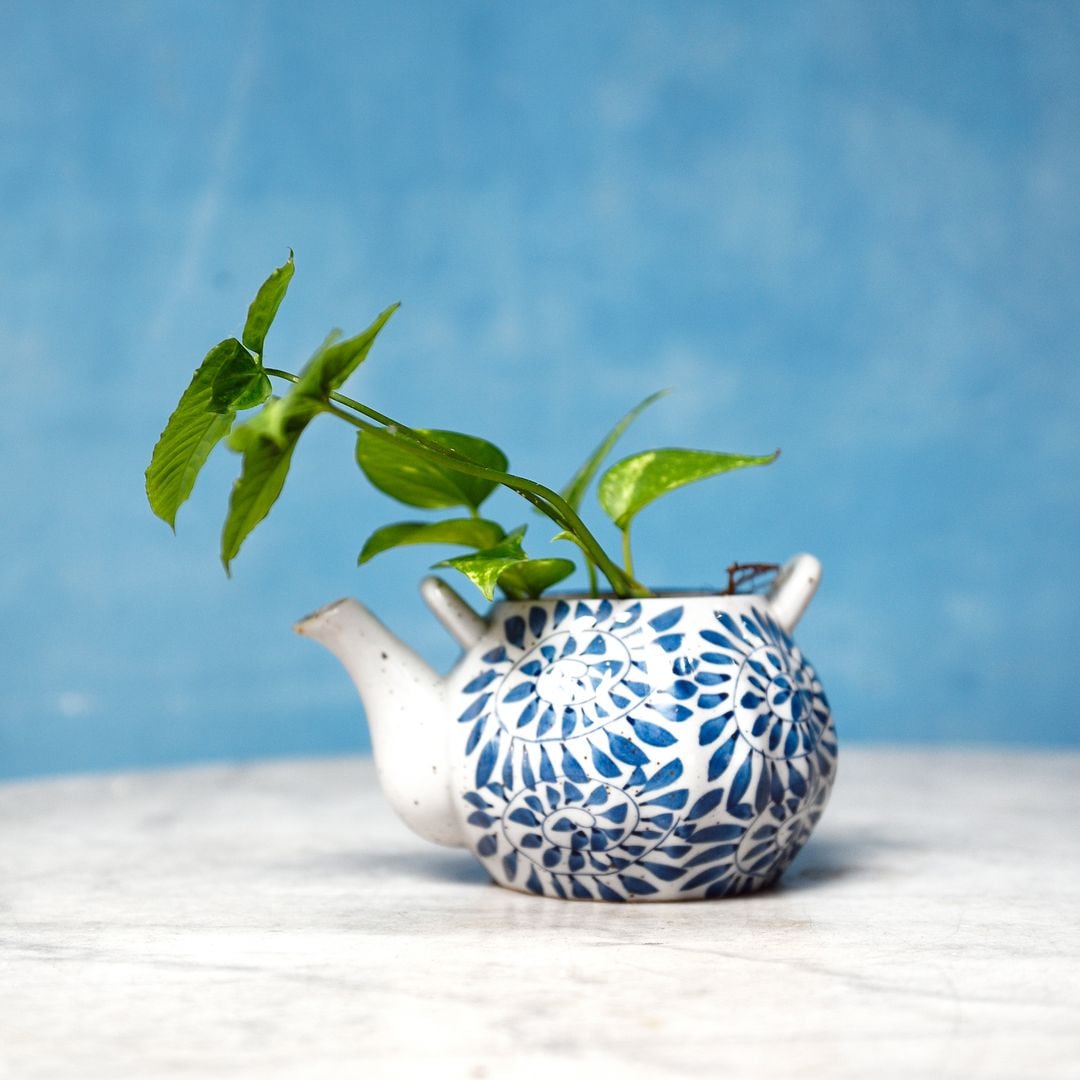 Chinese Money Plant: Care and characteristics to attract good fortune