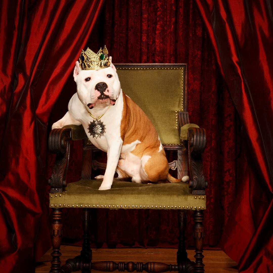 Mr. and Miss Universe Canine returns to New York: A paws-itively glamorous competition