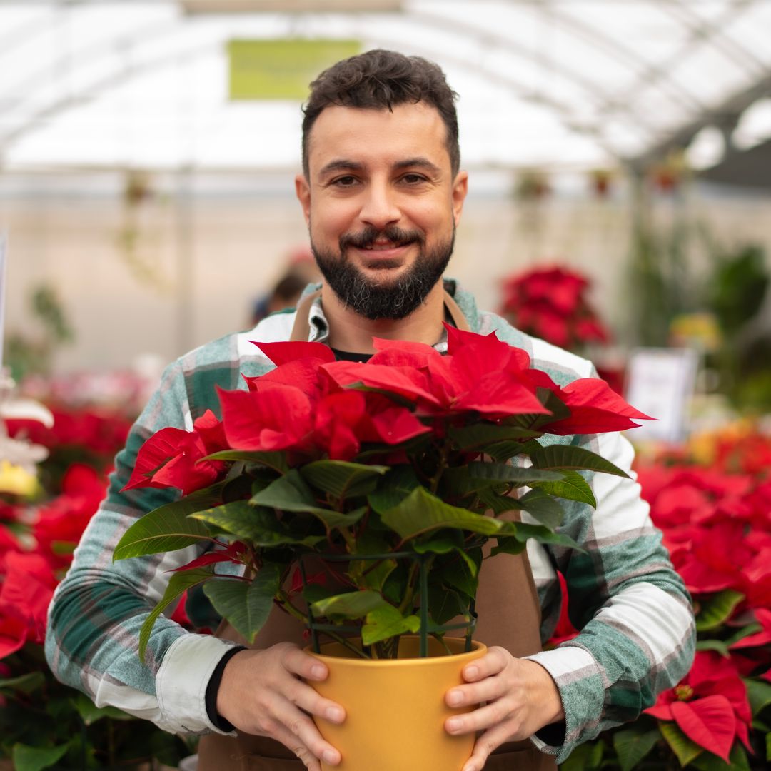 The poinsettia is a 'mortal flower' with indigenous roots: How did it become a Christmas symbol?