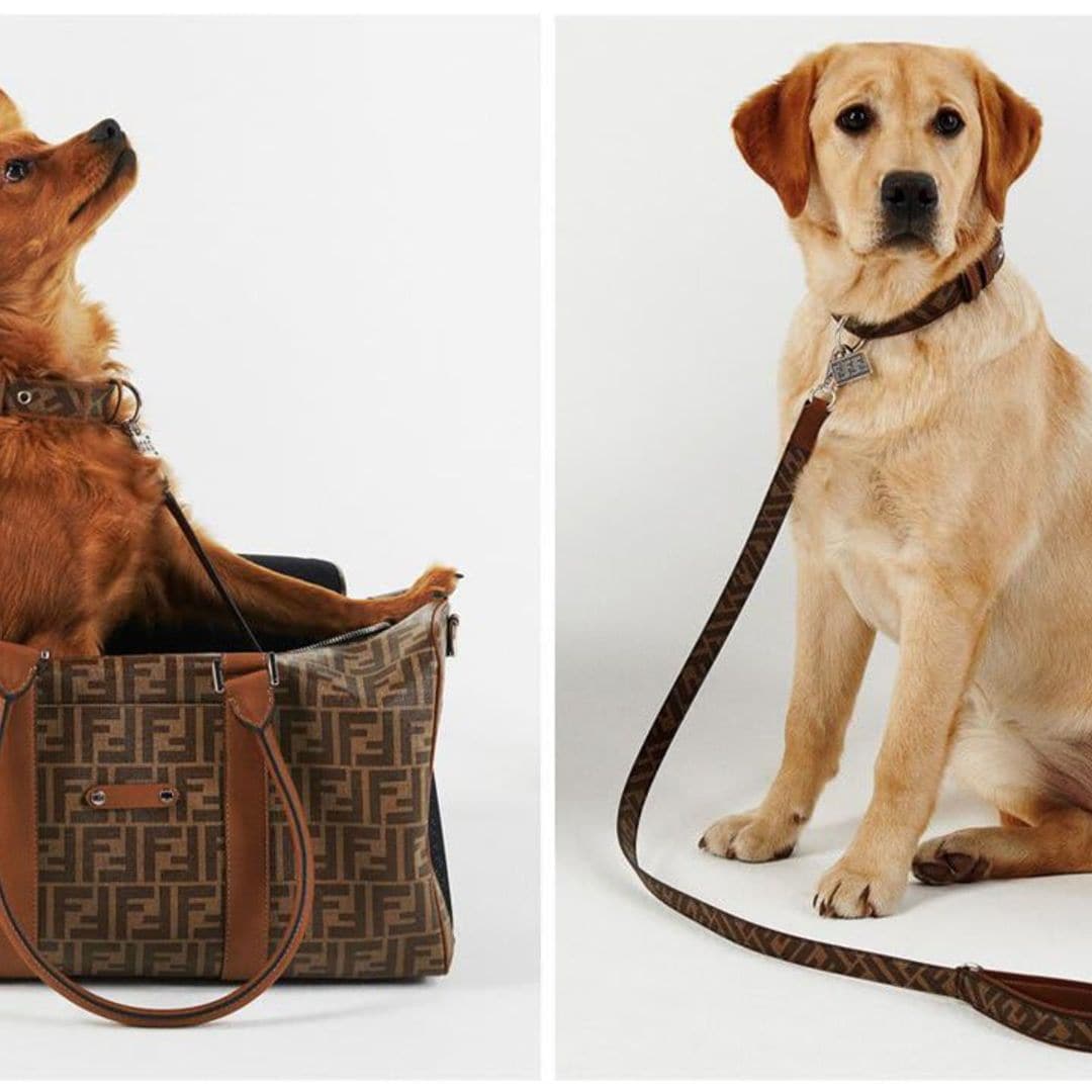 Fendi’s new luxury pet travel collection is a must-have for your stylish pup