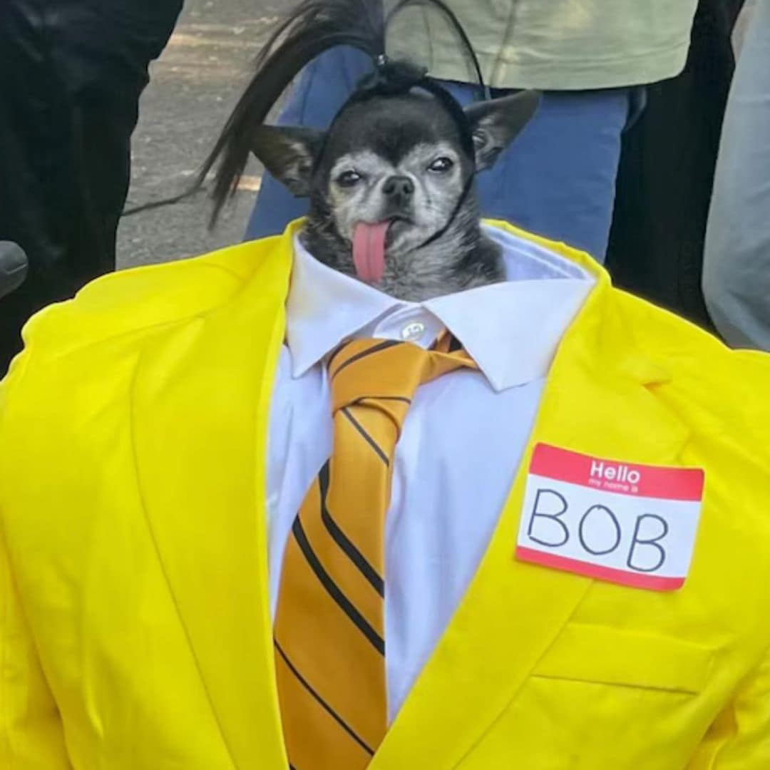 Pet of the week: Meet Don Pepe, the winner of New York City's Halloween dog parade