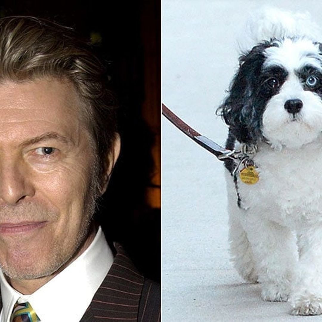 David Bowie's dog has different colored eyes – just like his owner