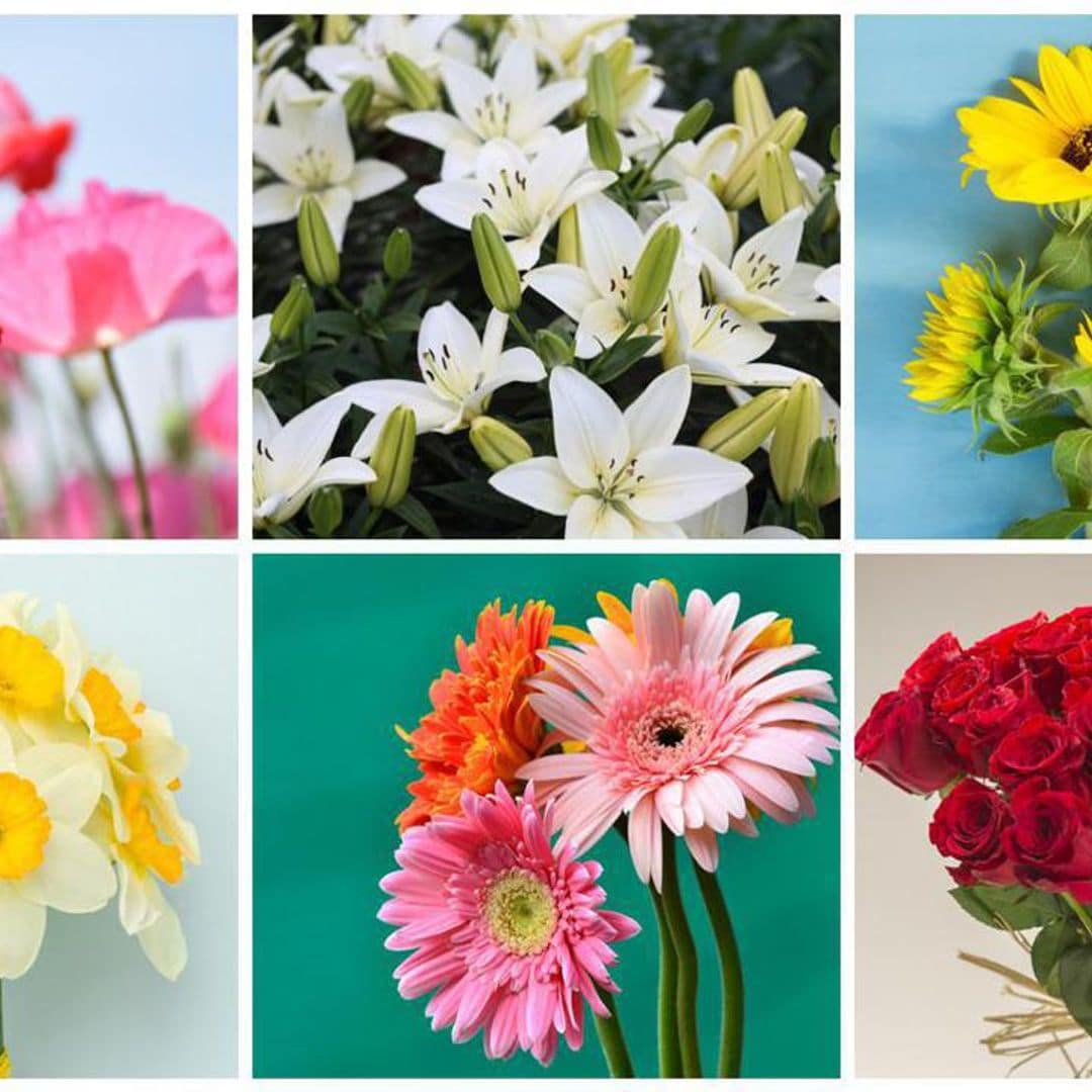 See which flower aligns with your personality based on your zodiac sign