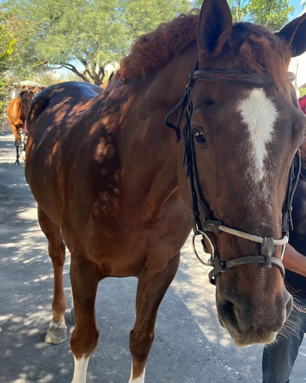 Emily, hija mayor del Canelo Álvarez