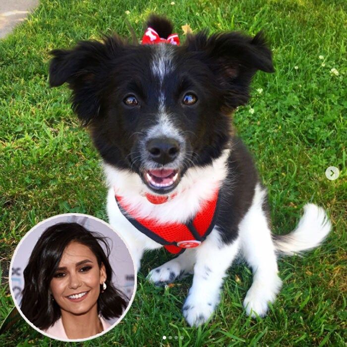 The 15 Cutest Celebrity Dogs - Celebrity Dogs on Instagram